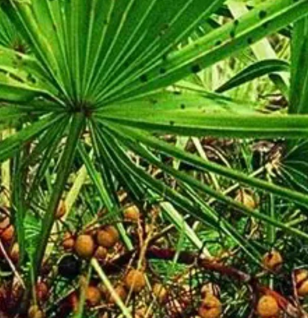 Saw Palmetto